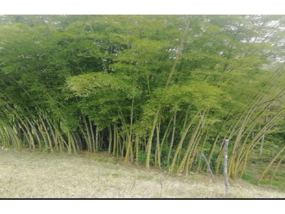 Venta de lote en la Ceja Antioquia