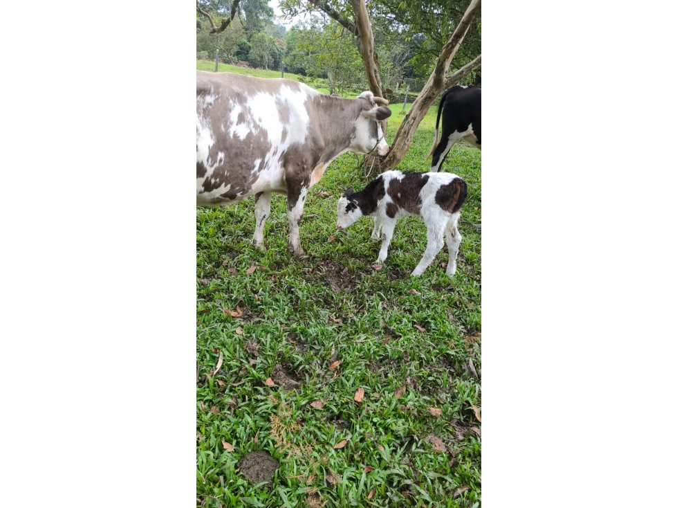 Se Vende Gran Finca en Sasaima para Descanso y/o negocio