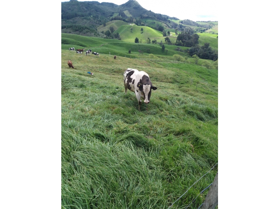 VENDO FINCA PORCICOLA Y GANADERA EN SAN PEDRO DE LOS MILAGROS