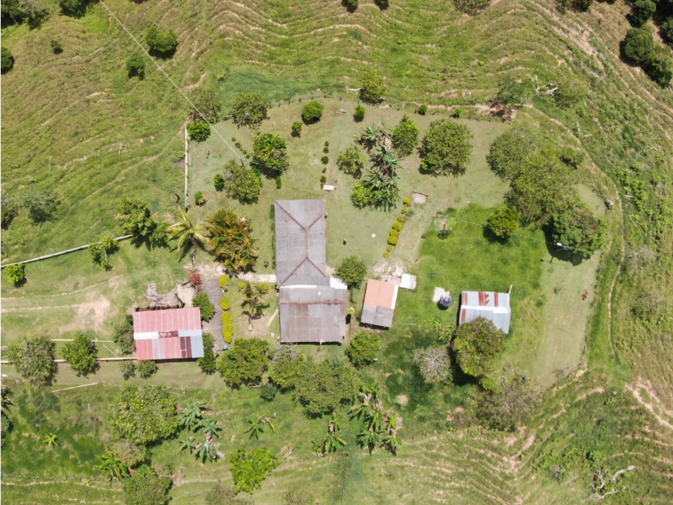 FINCA ENTRE PORCE Y YOLOMBÓ DE DOCE (12) HECTÁREAS EN BUEN SECTOR