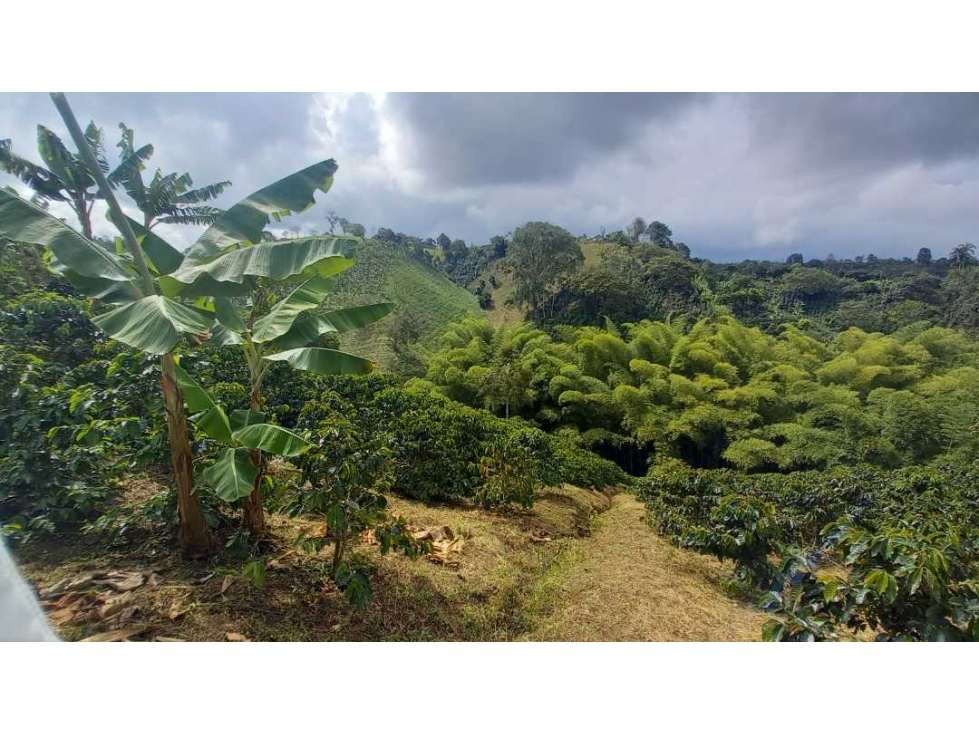 Finca de 5 cuadras ubicada a 8 km de Filandia y  12 km de Alcala