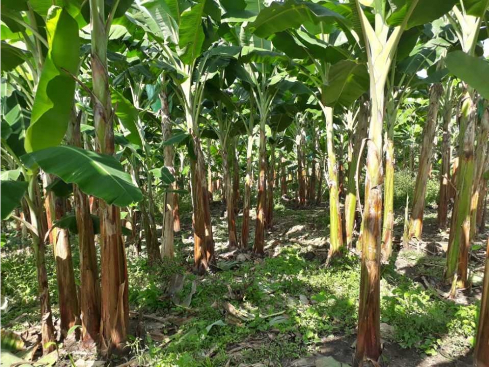 Finca Empezando Producción De Limón A 15 Minuto De Calarcá