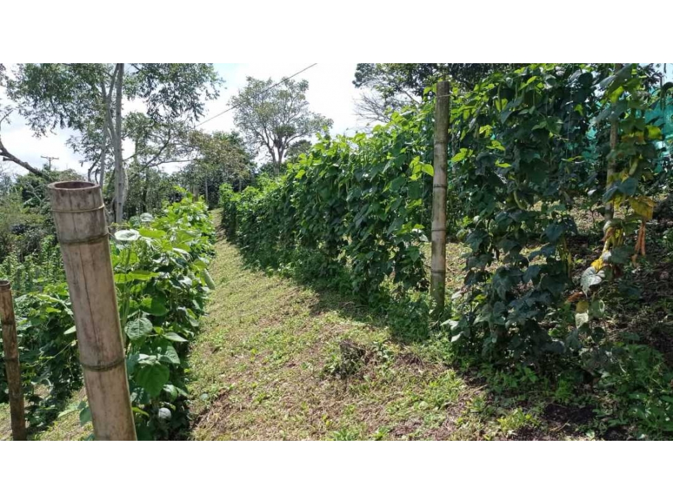 Finca pequeña cultivada en frijol entre Quimbaya y filandia