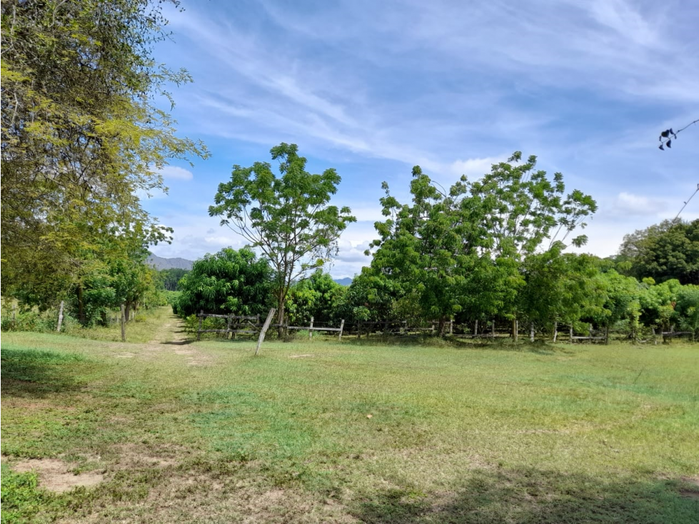 Vendo excelente finca con 1100 arboles de mango, 3 lagos, quebrada