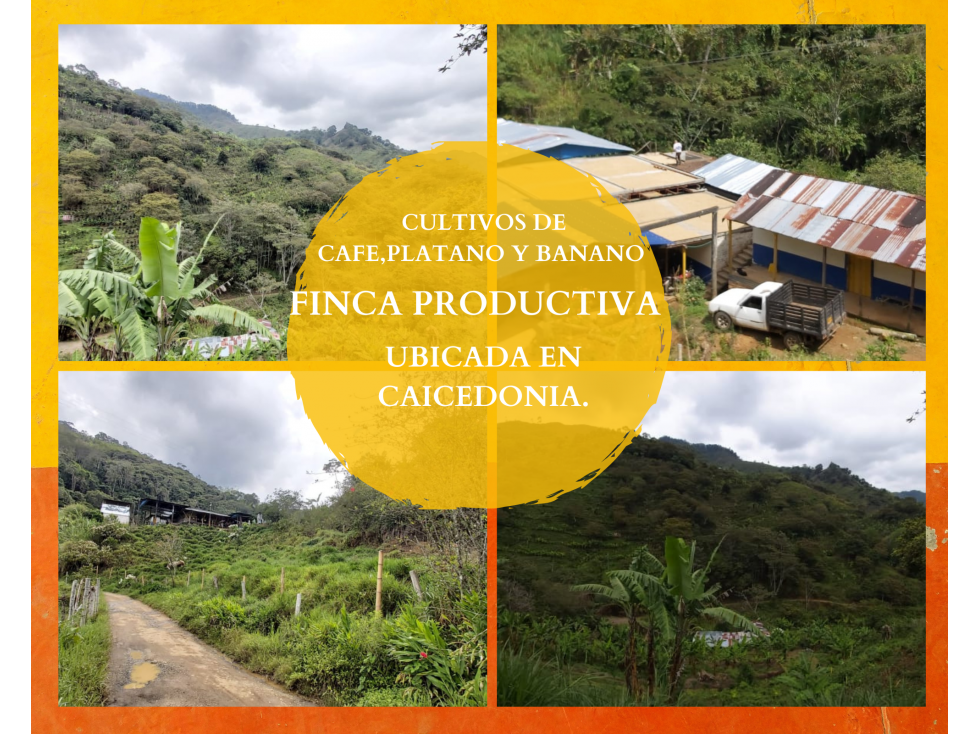 FINCA AGRÍCOLA ECONÓMICA EN CAICEDONIA 4803