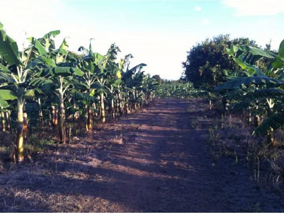 Vendo Finca en Ulloa valle excelente tradiciòn Familiar