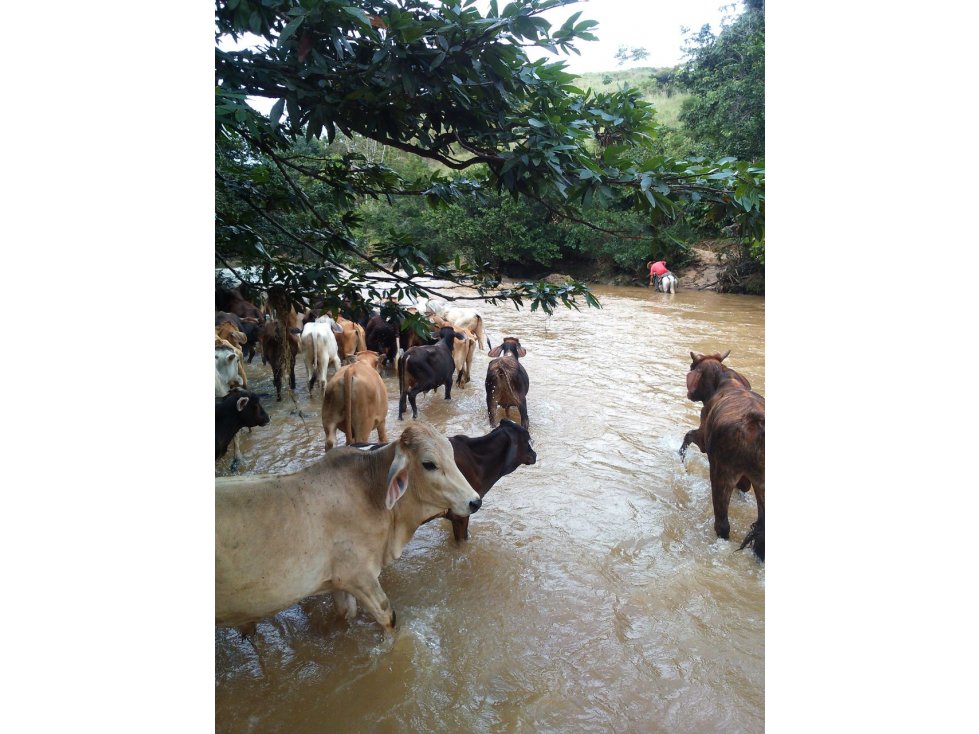 FINCA AGROINDUSTRIAL EN PUERTO BERRIO