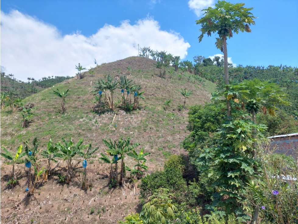 Venta Finca en vereda las tazas vía Marsella - Pereira