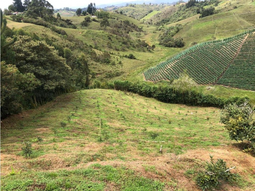 ENCANTADORA FINCA AGUACATERA EN VENTA MARINILLA