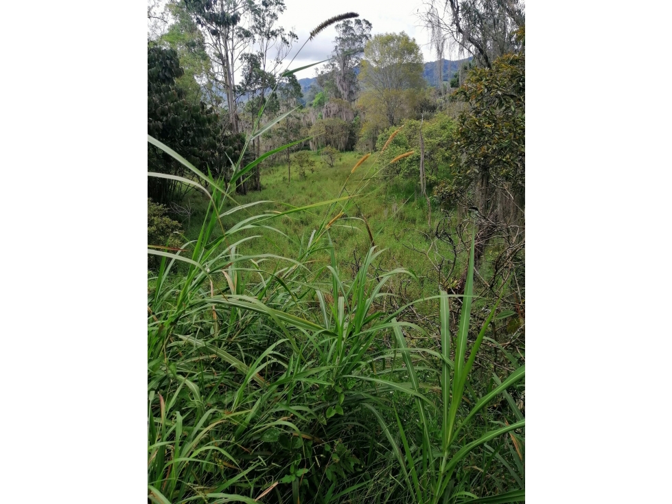 Vendo Lote de 10000 M2 en Pacho Cundinamarca