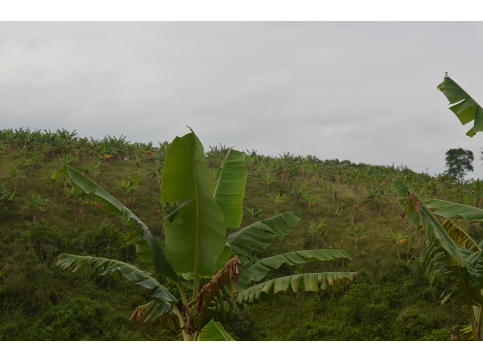 FINCA PRODUCTIVA EN FILANDIA