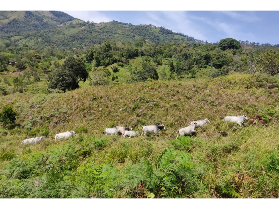 Maat vende Lote, La Cabaña-El Hatillo, 54.000m2 $320Millones