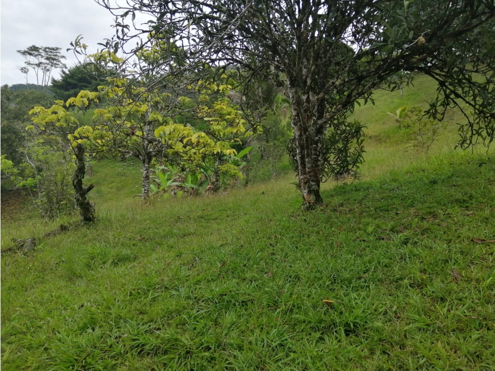 VENTA LOTE RURAL VEREDA LA TEBAIDA SAN LUIS ANTIOQUIA