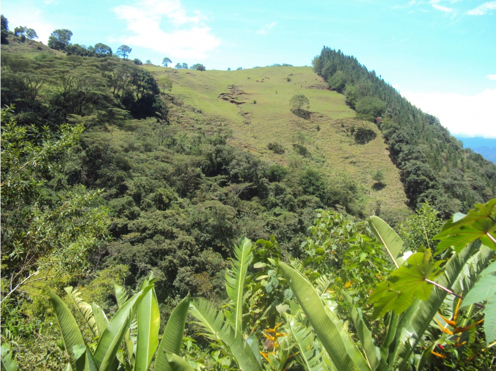 Venta Finca Pueblo Rico Suroeste Antioqueño