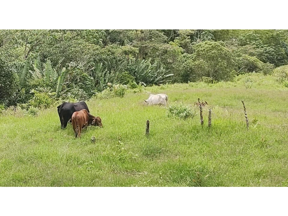 VENTA FINCA VIA CALARCA - 9 CUADRAS