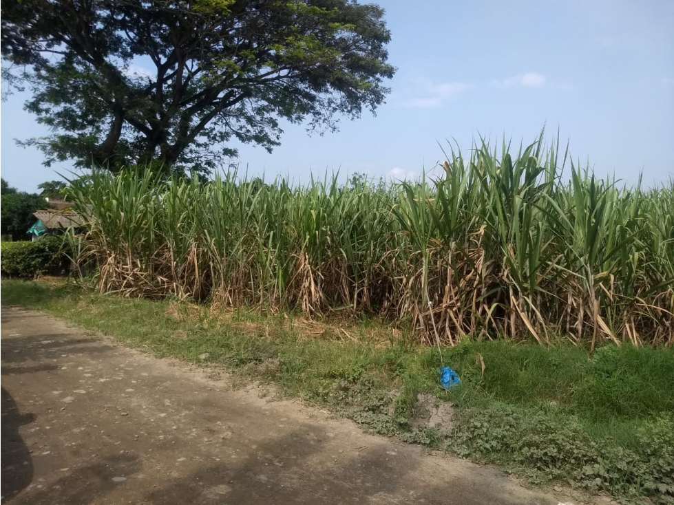 SE VENDE LOTE CAÑERO EN VILLA RICA - CAUCA