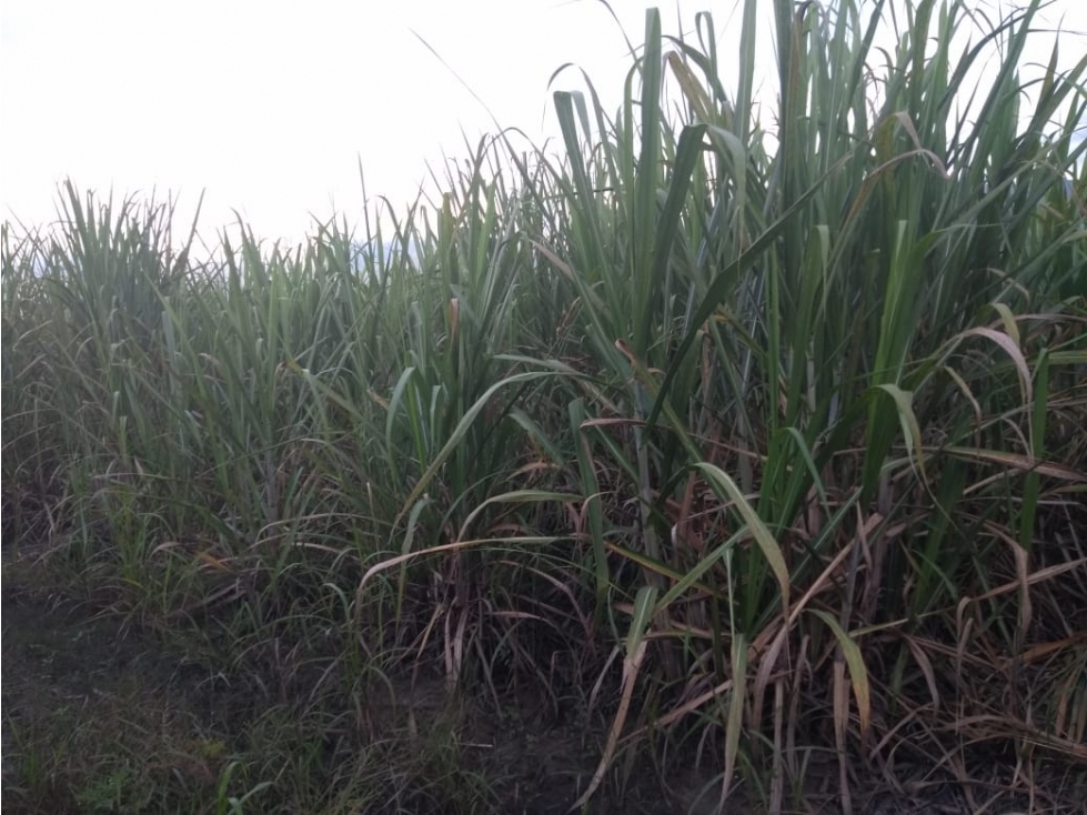 SE VENDE LOTE CAÑERO EN CANDELARIA - VALLE DEL CAUCA