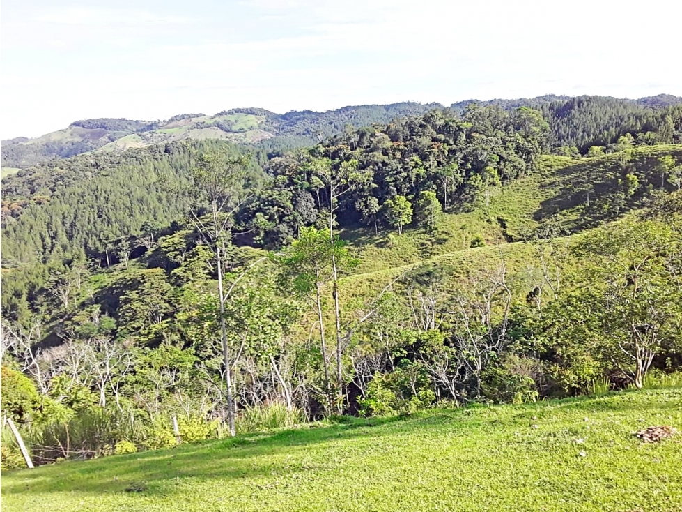 VENTA FINCA 13 HECTÁREAS EN SAN ROQUE ANTIOQUIA