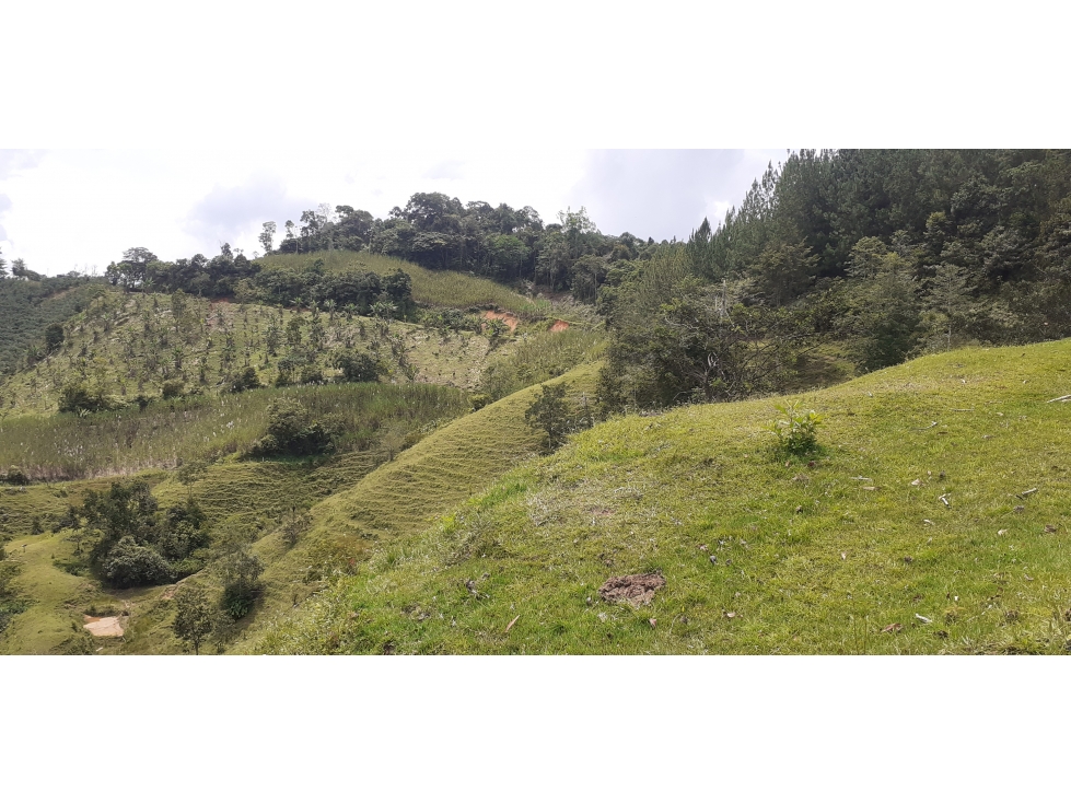 FINCA 13 HECTAREAS CON TRAPICHE SAN ROQUE ANTIOQUIA