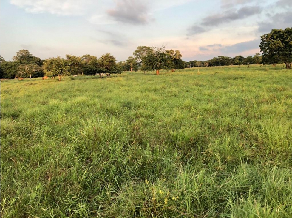 EN VENTA FINCA VIA A PLANETA RICA  MONTERIA CORDOBA