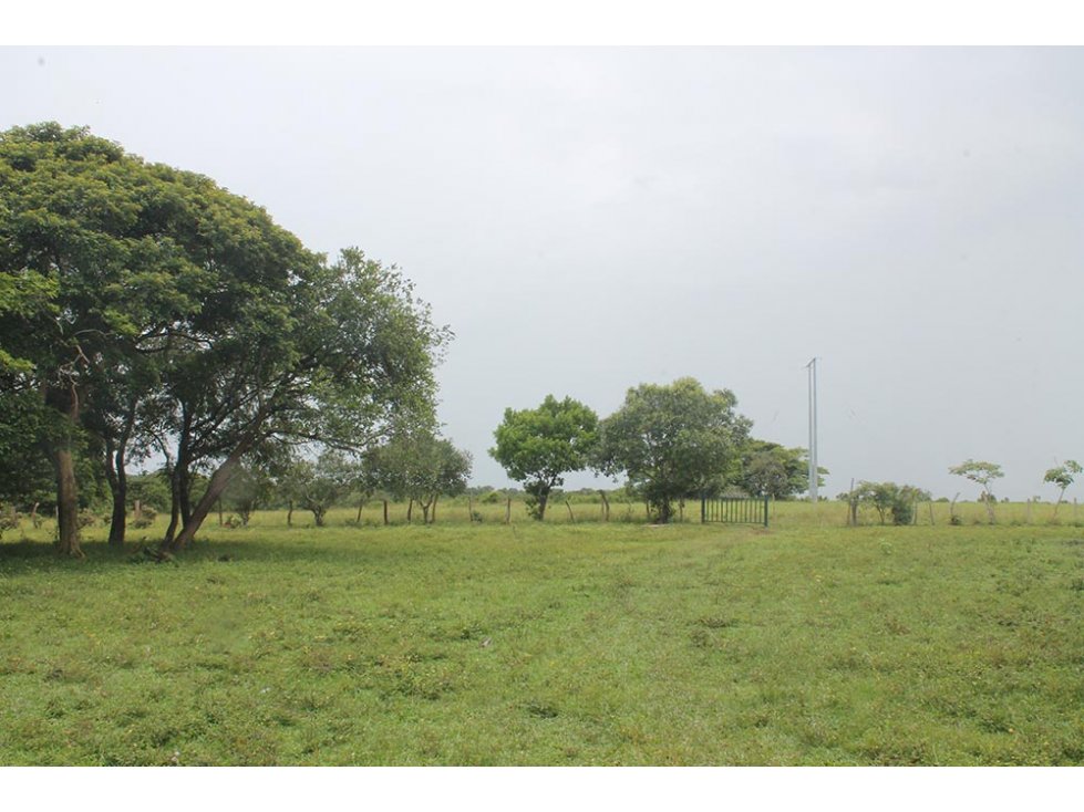 FINCA CON GANADO EN VILLANUEVA-CASANARE