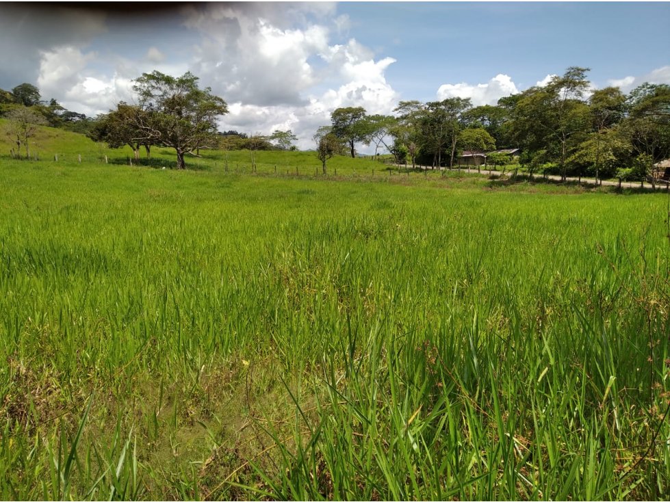 FINCA DE 23 HECTAREAS EN MEDINA-CUNDINAMARCA