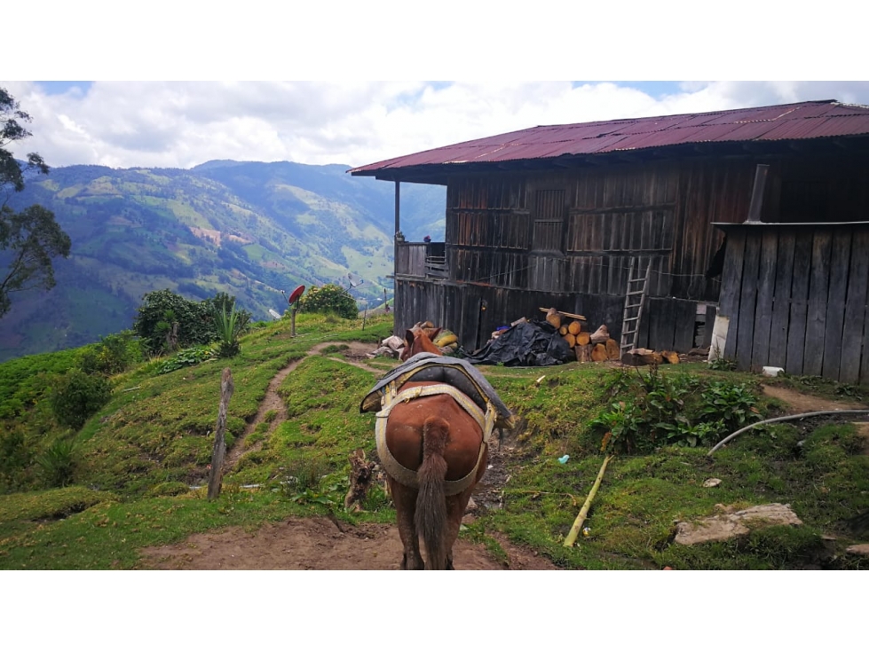 VENTA DE FINCA APTA PARA AGUACATE HASS