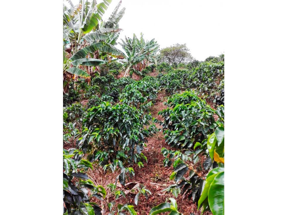 Se vende finca San Juan Génova Quindío