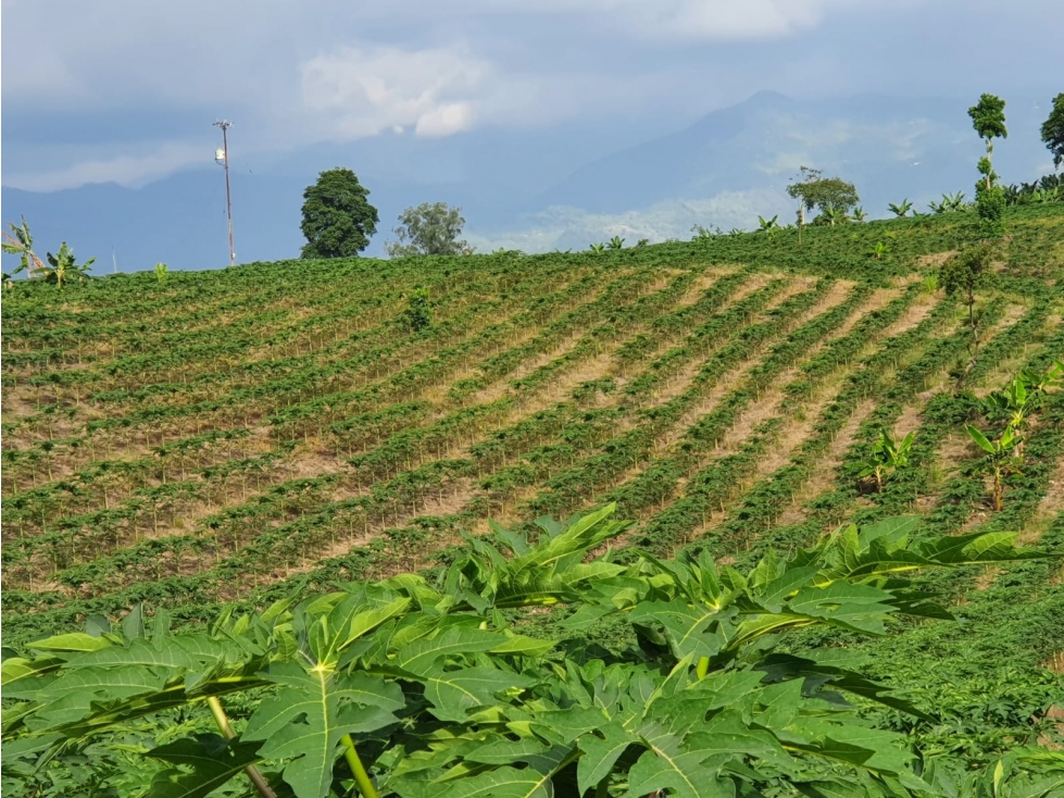 Se vende Finca Vda Cinco La Tebaida Quindío