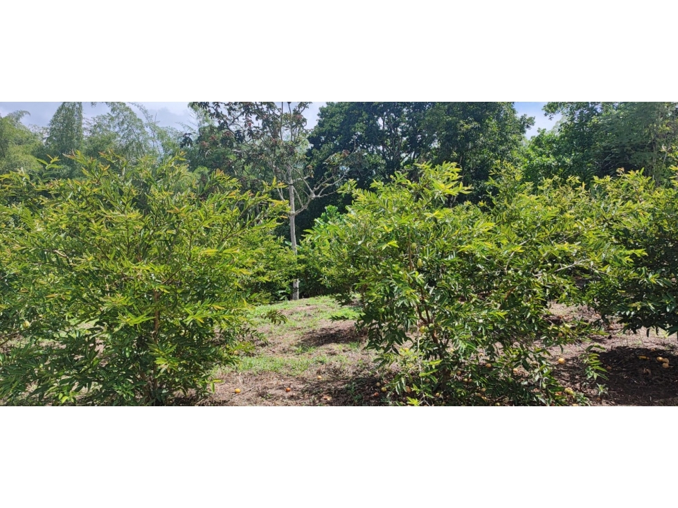 Se vende Lote La Tebaida Quindío