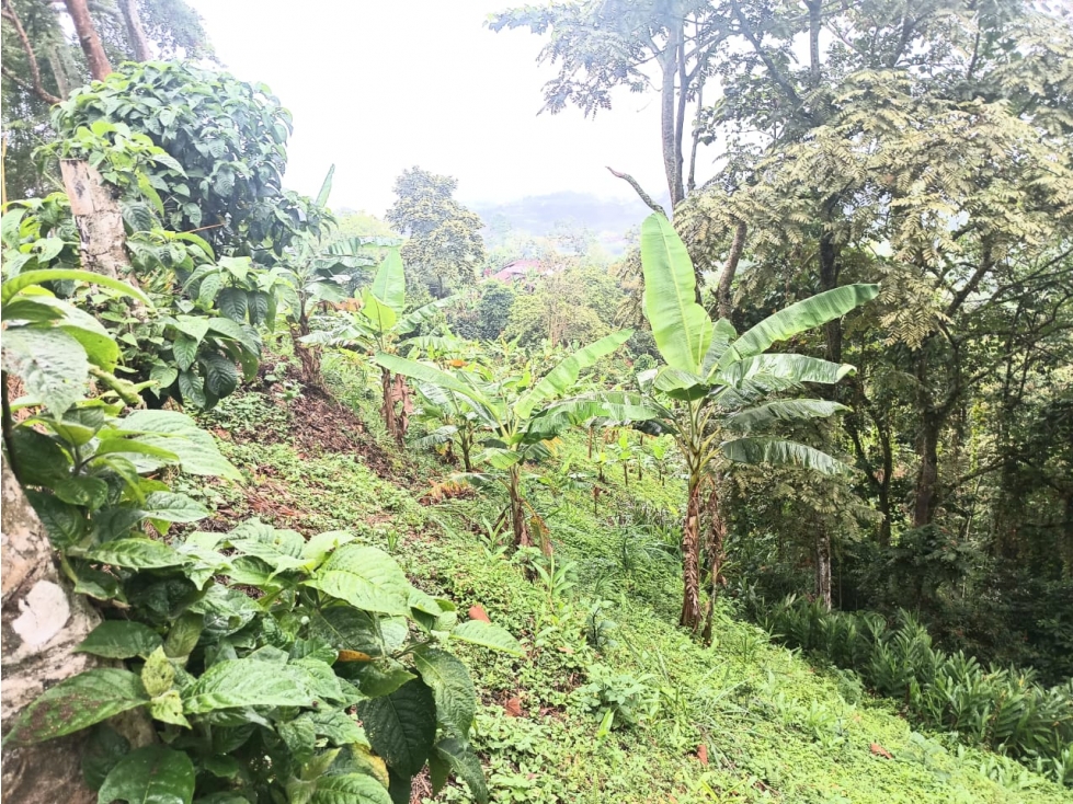 Se vende Lote Calarcá Quindío