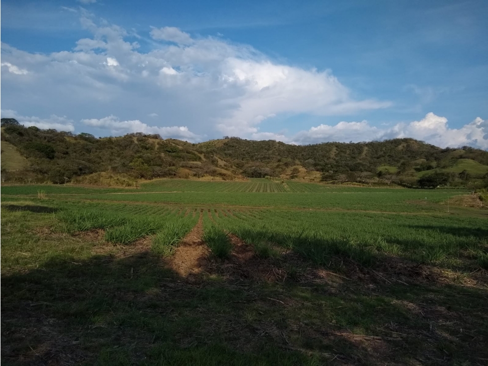 Se vende Finca Zarzal Valle del Cauca