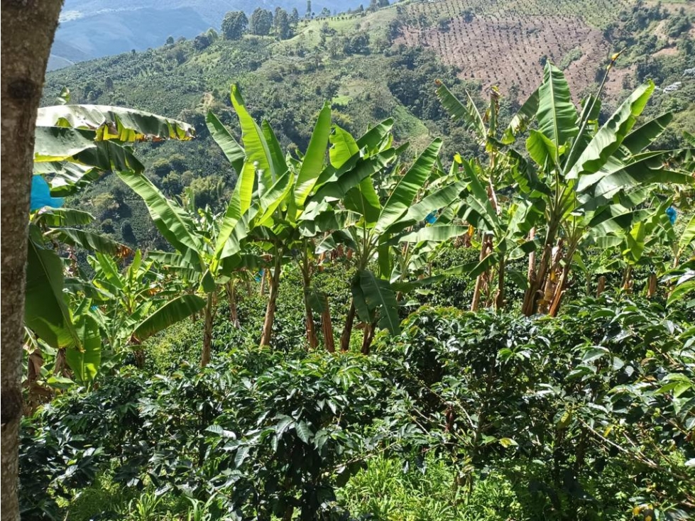 Se vende Finca Génova Quindío