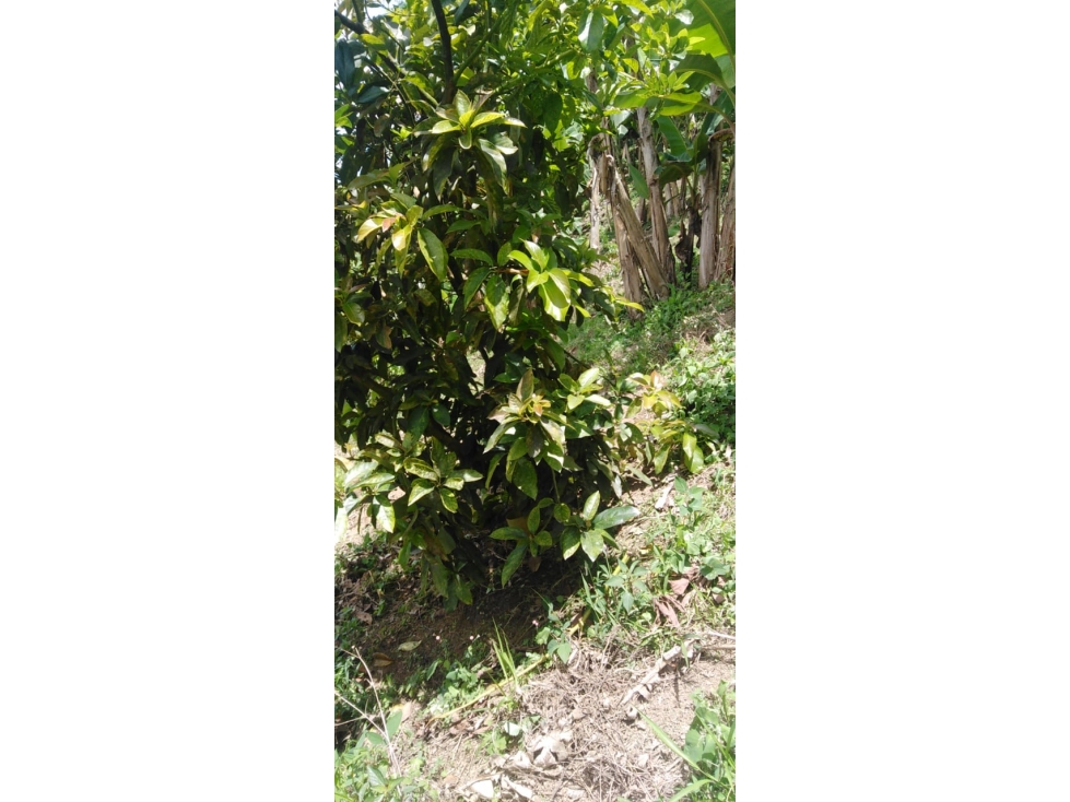 Se vende Finca Ansermanuevo Valle del Cauca