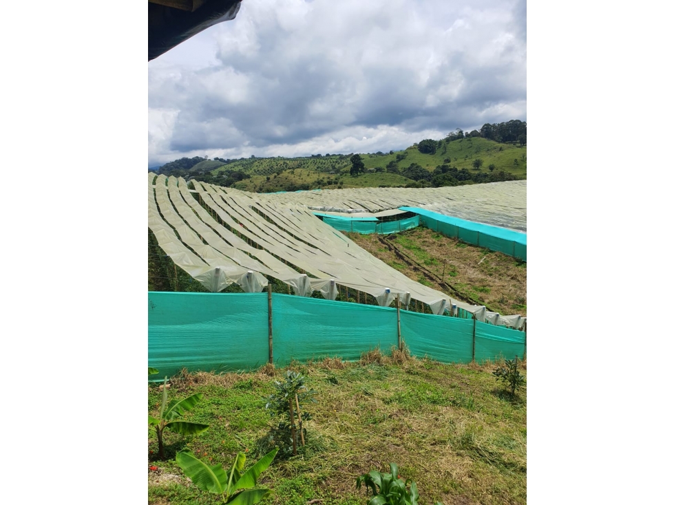 Se vende Finca Circasia Quindío