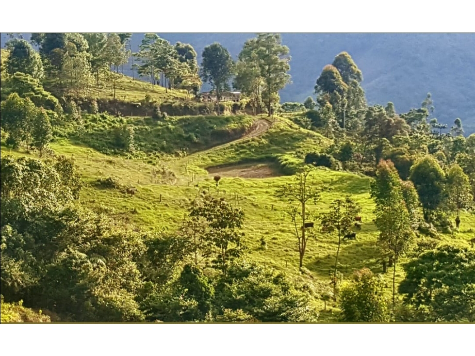 Se vende Finca en Génova Quindío