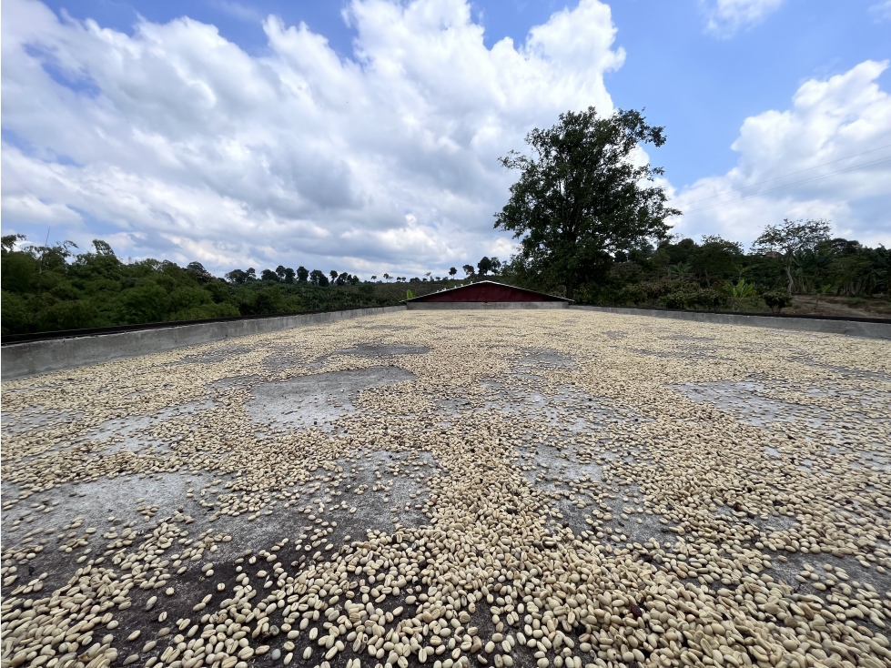 VENTA DE FINCA EN MONTENEGRO, QUINDIO, COLOMBIA