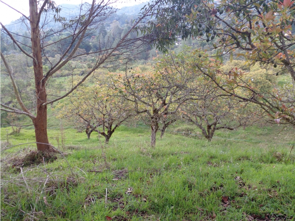 Venta Lote Parcelación RESERVA SILVESTRE La Ceja vía San Antonio GANGA