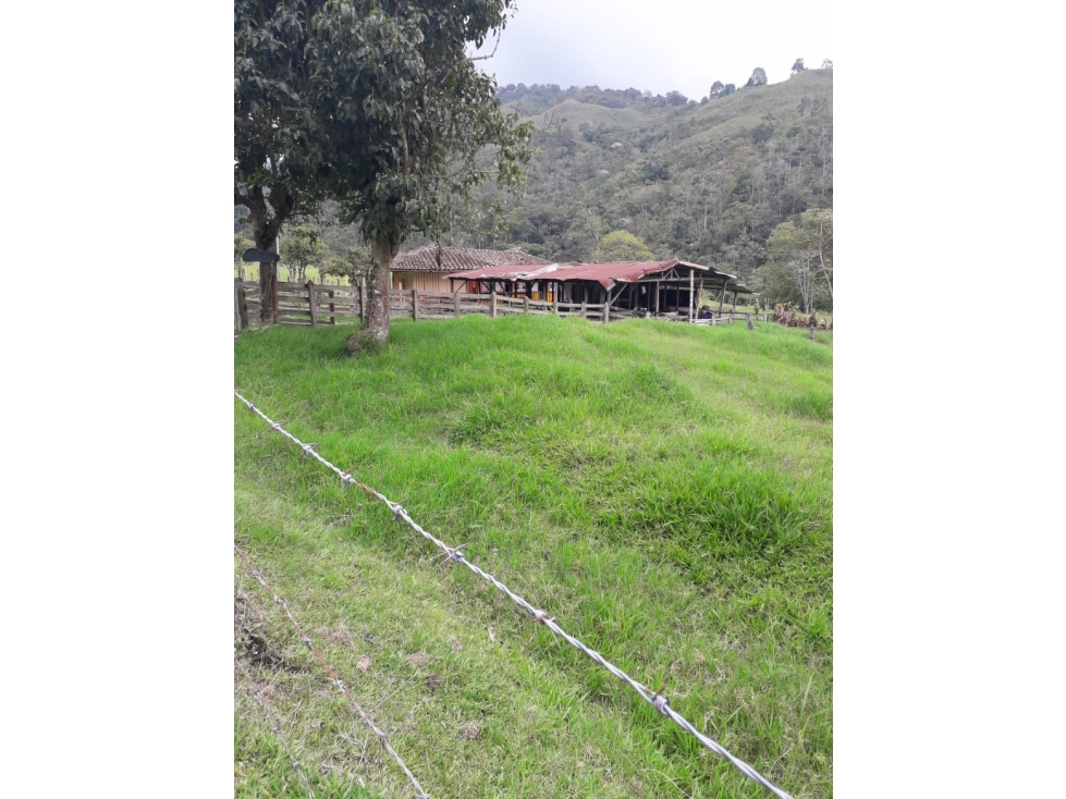 VENTA DE FINCA EN SALENTO  QUINDIO