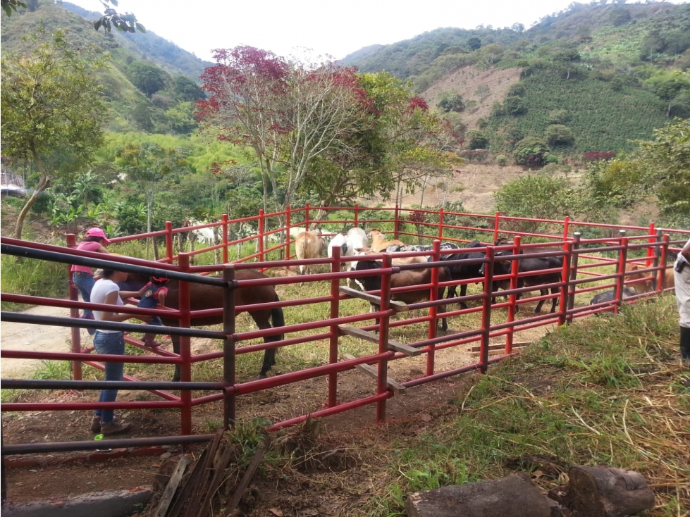 FINCA  EN PIJAO- PASTO