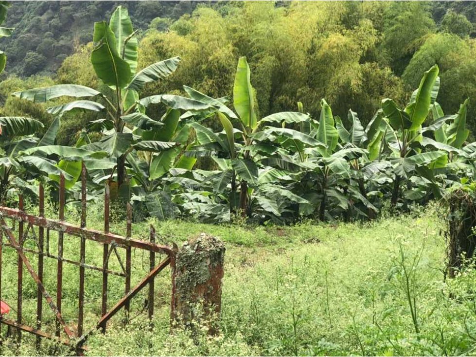 En VENTA finca cultivada en platano en Pijao Q