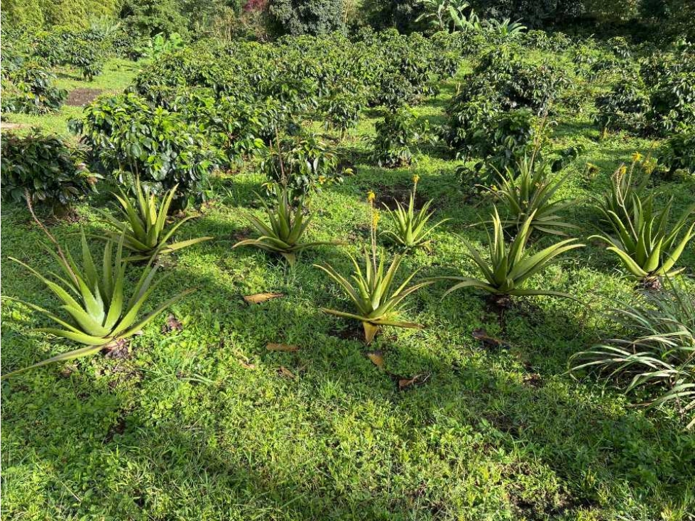 Finca cafetera vista panorámica y 2 nacimientos de agua