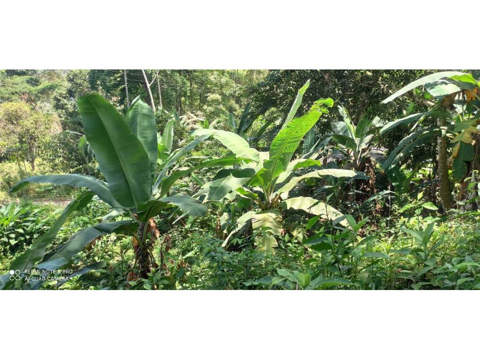 Finca Con Bosque Y Nacederos A Solo 3 Km de la Autopista