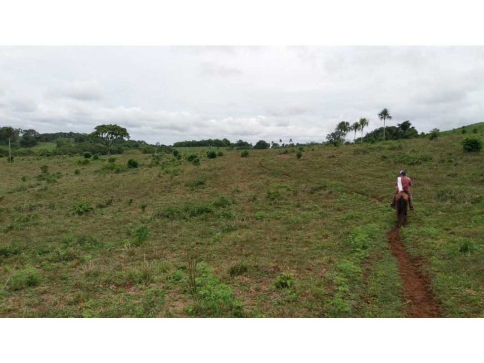 FINCA DE 95 HECTAREAS  EN SANTA CLARA