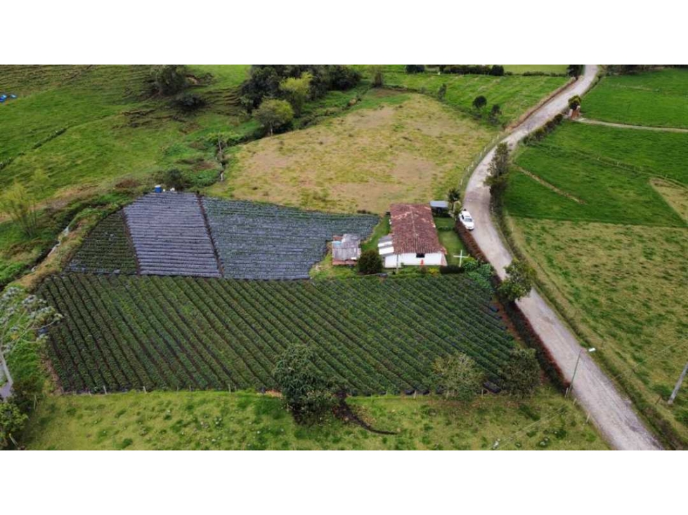 FINCA EN LA UNIÓN CON CULTIVO DE FRESA Y DOS LOTES