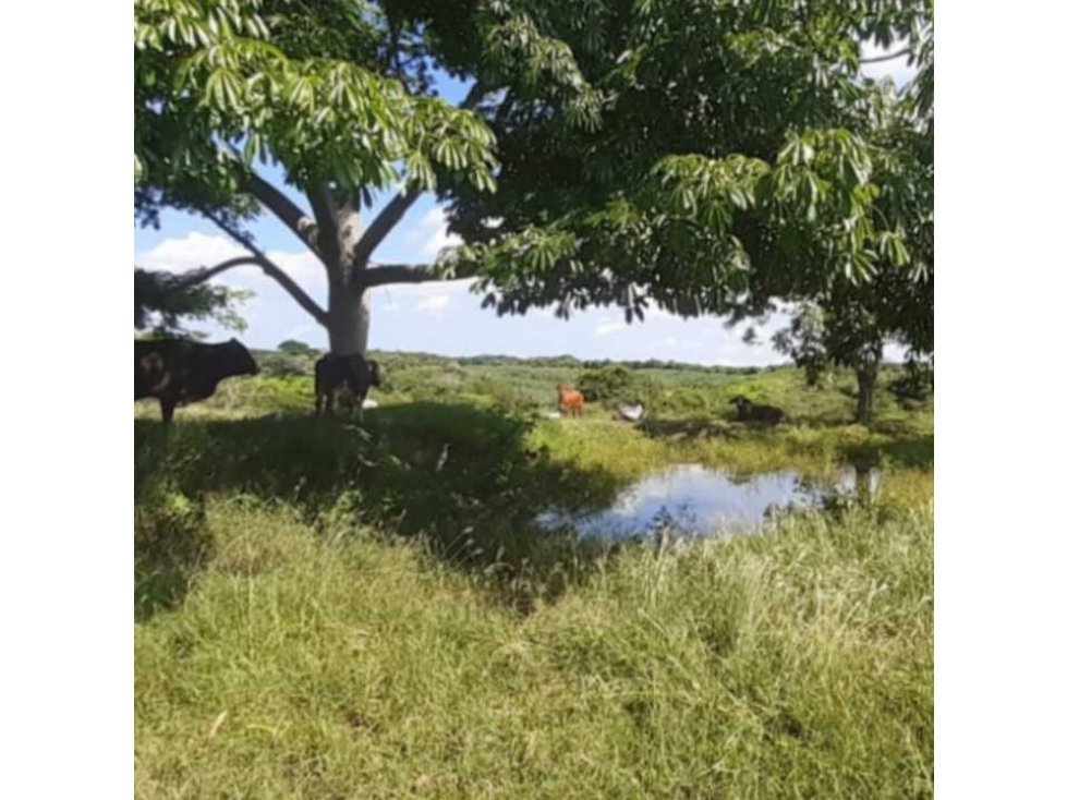 Finca Ganadera en venta en Baranoa