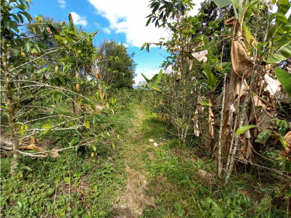 Finca para la venta en Quimbaya topogracia semi plana