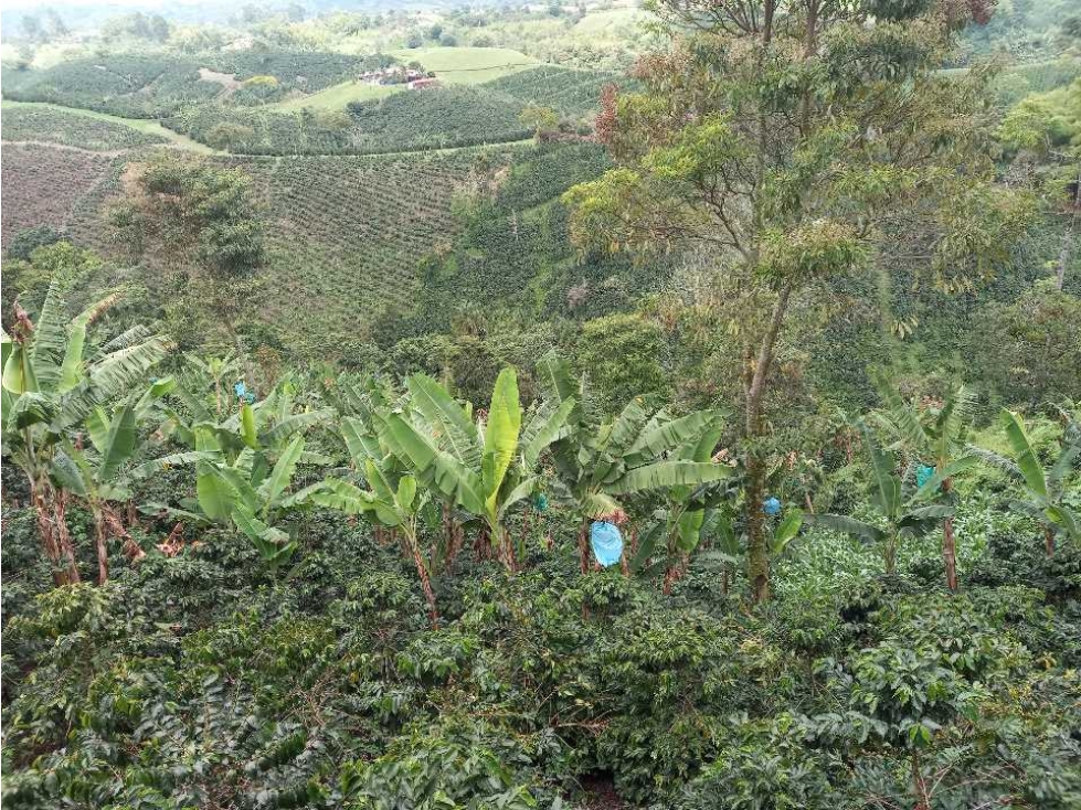 Finca pequeña en filandia con espectacular vista - nacimiento de agua