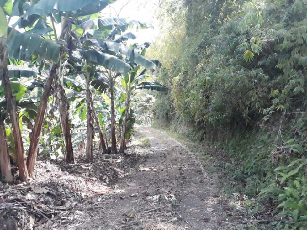 Finca Empezando Producción De Limón A 15 Minuto De Calarcá