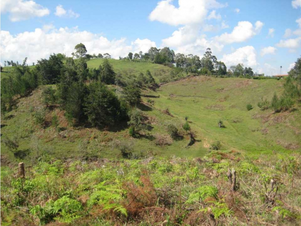 Lote para el Arriendo en Vereda los Pinos Rionegro